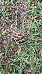 Pinus