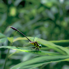 Stylogomphus chunliuae