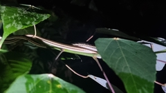 Dendrelaphis pictus