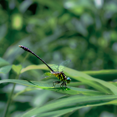 Stylogomphus chunliuae