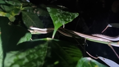 Dendrelaphis pictus