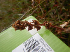 Micranthes hieraciifolia