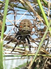 Parawixia bistriata