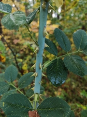 Rosa glabrifolia