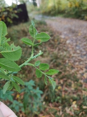 Rosa glabrifolia