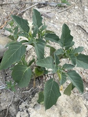 Datura innoxia