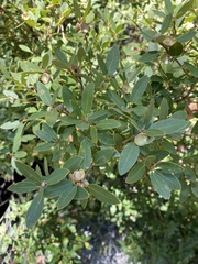 Quercus vacciniifolia