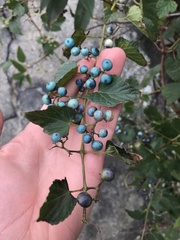 Ampelopsis glandulosa