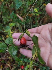 Rosa glabrifolia