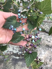 Ampelopsis glandulosa