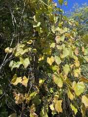 Vitis vulpina