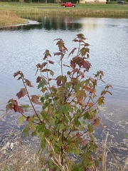 Acer ginnala