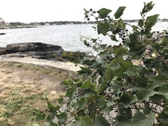 Ampelopsis glandulosa