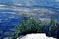 Ranunculus trichophyllus