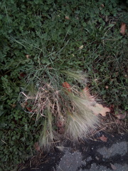 Hordeum jubatum