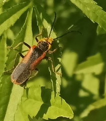 Chauliognathus limbicollis