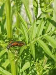Chauliognathus limbicollis