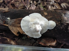 Oligoporus