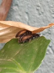 Lagria villosa