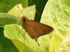 Polytremis lubricans