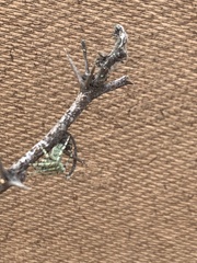 Eustala anastera