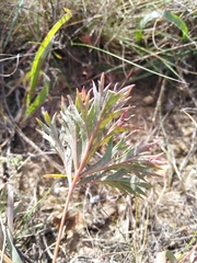 Pelargonium pillansii