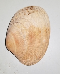 Ruditapes decussatus