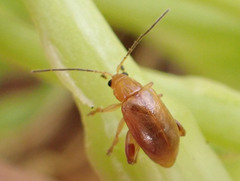 Longitarsus kleiniiperda