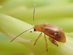 Longitarsus kleiniiperda