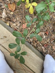 Rubus cuneifolius
