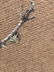 Eustala anastera