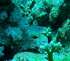 Amblyglyphidodon indicus
