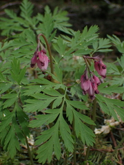 Dicentra formosa