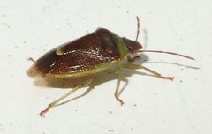 Banasa dimidiata