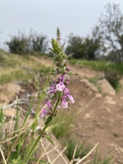 Stachys grandidentata