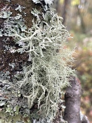 Usnea subfloridana