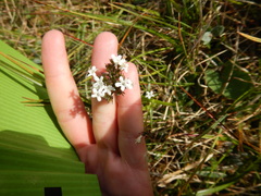 Valeriana capitata