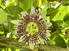 Passiflora ligularis