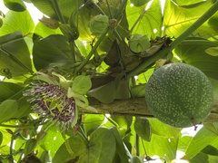 Passiflora ligularis