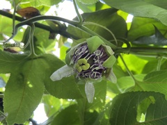 Passiflora ligularis