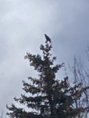 Corvus brachyrhynchos