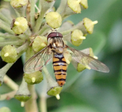 Episyrphus balteatus