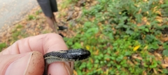 Thamnophis elegans terrestris