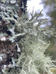 Usnea subfloridana