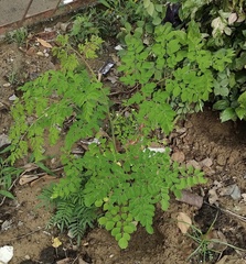 Moringa oleifera