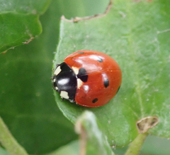 Coccinella septempunctata