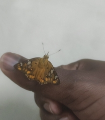 Coladenia indrani