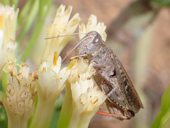 Calliptamus plebeius