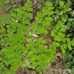Moringa oleifera
