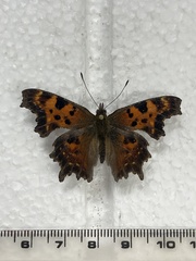 Polygonia